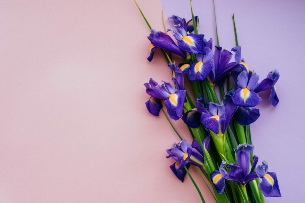 Irises