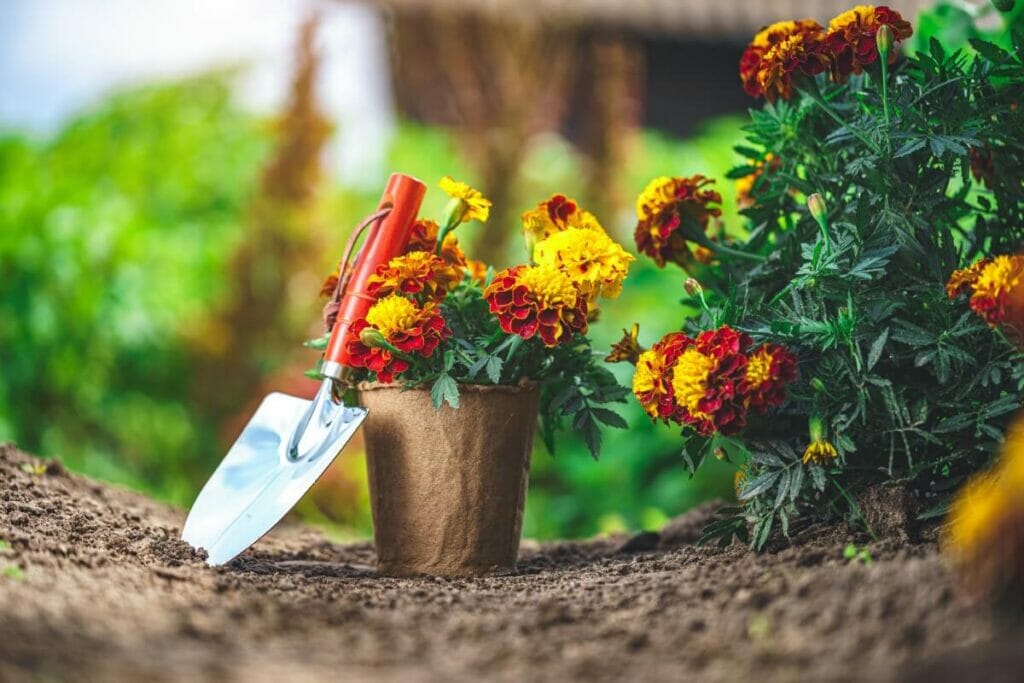 Is Pruning and Deadheading Marigolds Necessary?