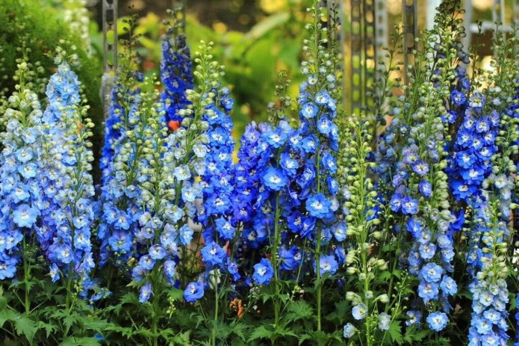 Tall and striking blue Larkspur flowers growing in a garden