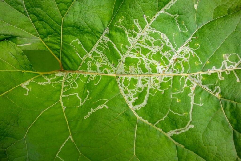 Leaf Miners