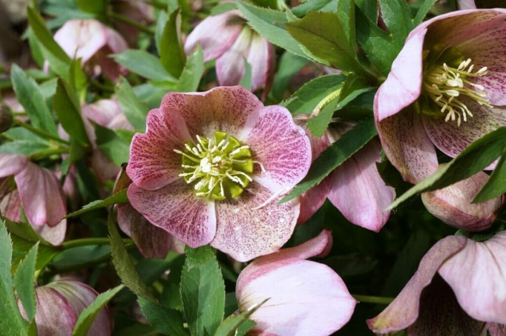 Lenten Rose