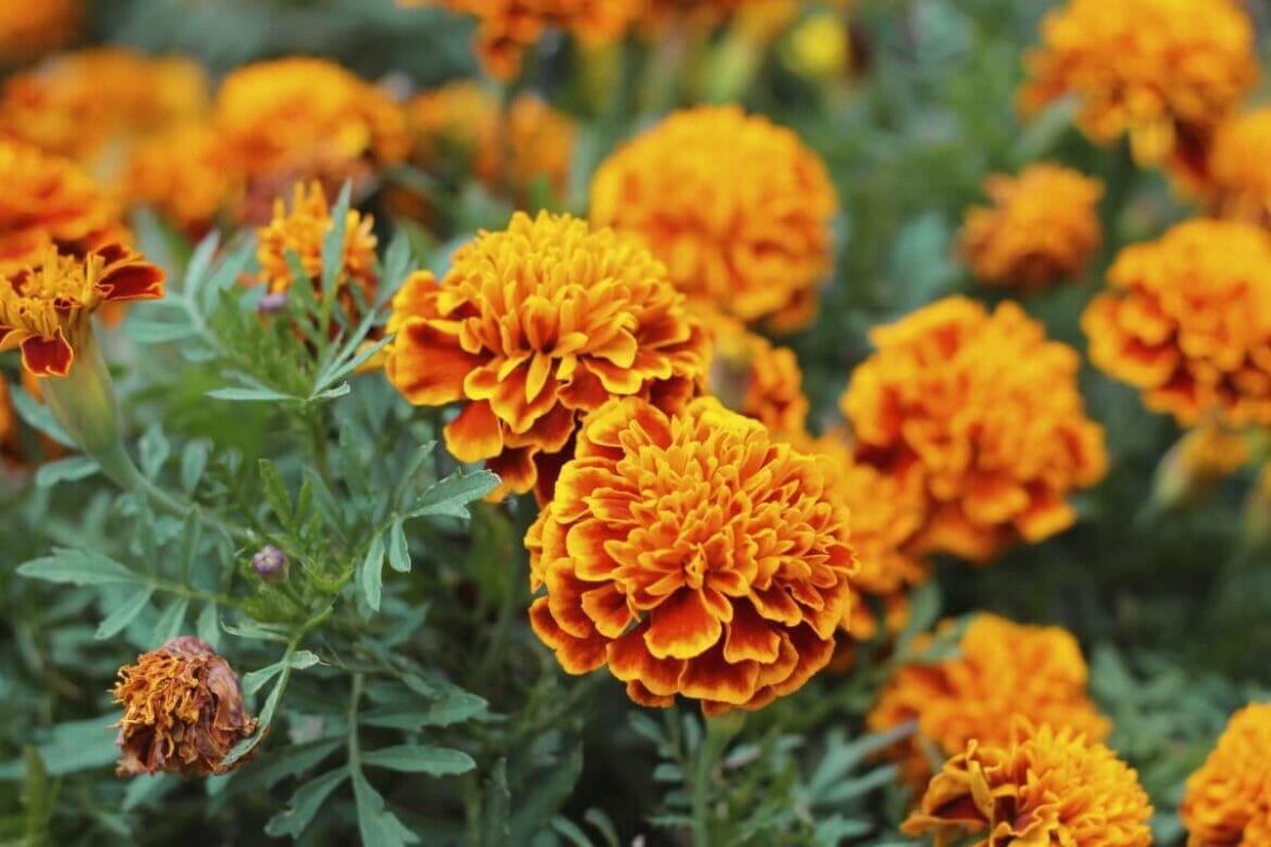 How Tall Do Marigolds Grow? (Essential Guide) Petal Republic