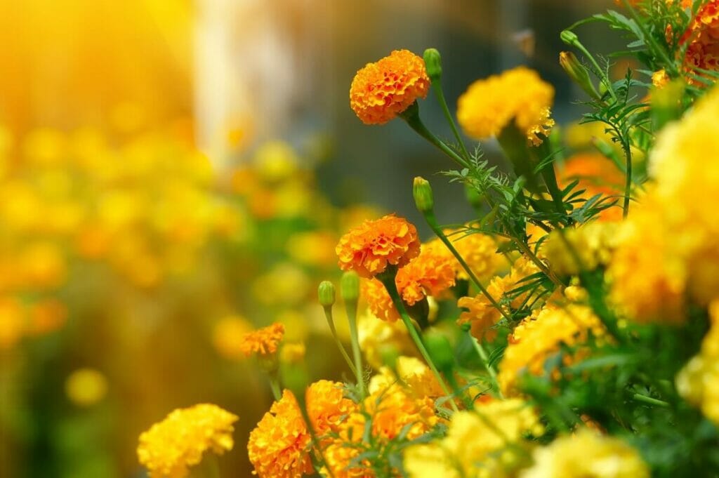 Marigolds Are a Natural Food Colouring
