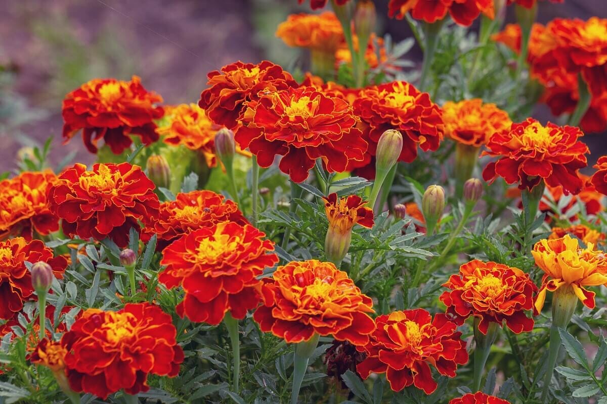 15 Amazing Uses and Benefits of Marigold Flowers
