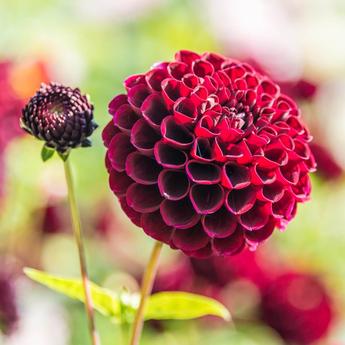 Dahlia