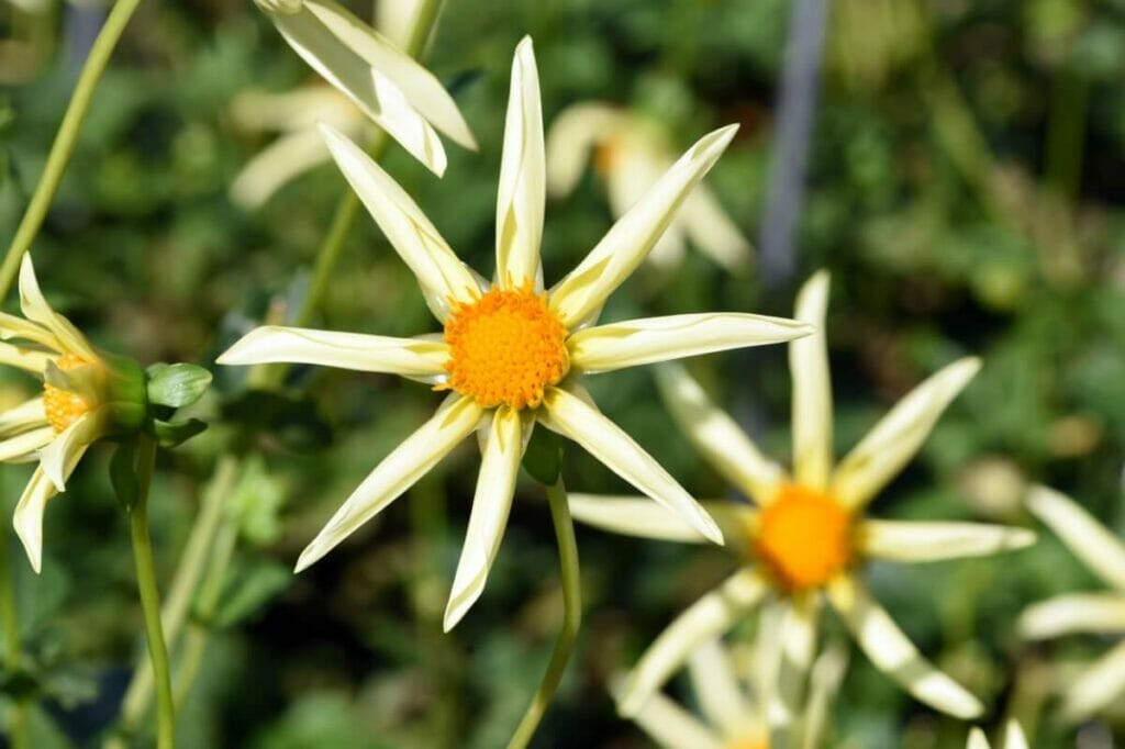 Lime green Orchette dahlia flowers in bloom