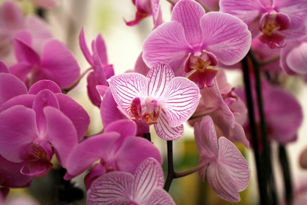 Pink Orchids in bloom