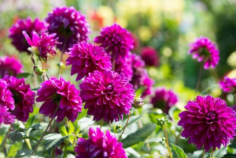 The Amazing Uses and Benefits of Dahlia Flowers