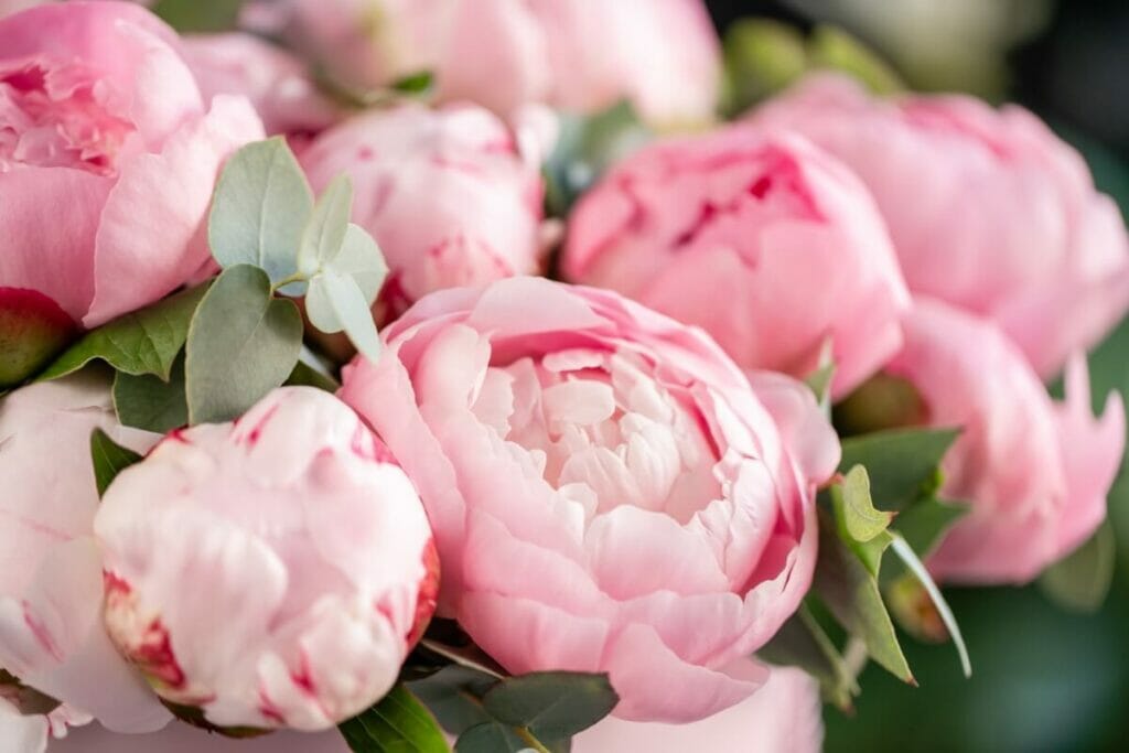 A cluster of pink Peonies with slightly closed flower heads