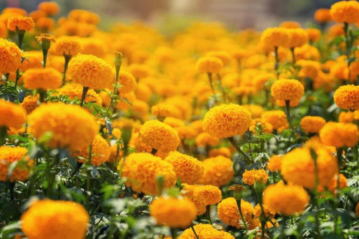 Marigold Blooming Timeline From Seed to Flower Petal Republic