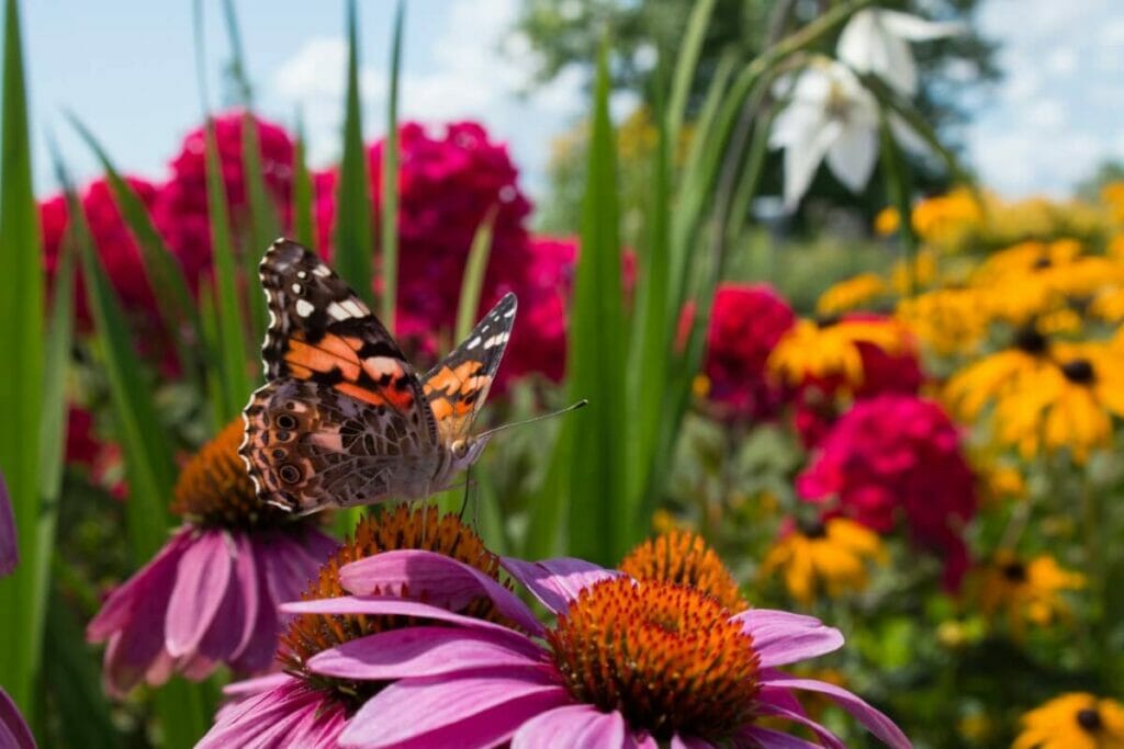 Pollination