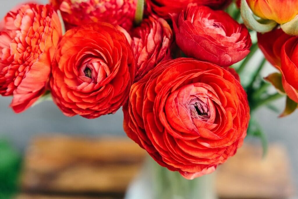 A vase filled with fresh cut red Ranunculus flowers