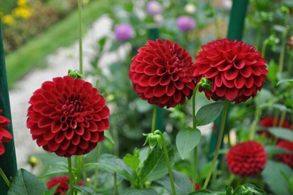 Red Dahlias