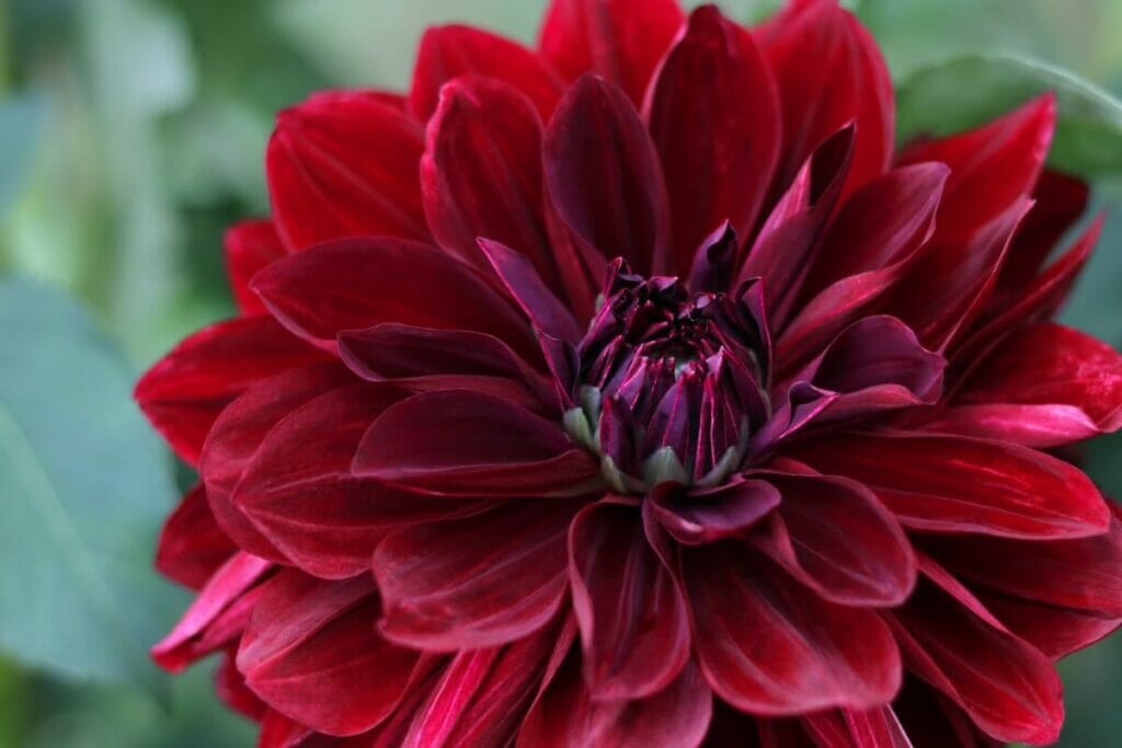 A single red flowering Semi-Cactus dahlia
