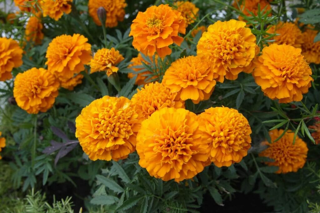 The Best Marigold Varieties to Grow at Home Petal Republic