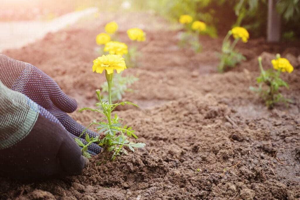 A person planting young marigold plants in neat rows directing into the soil in a garden