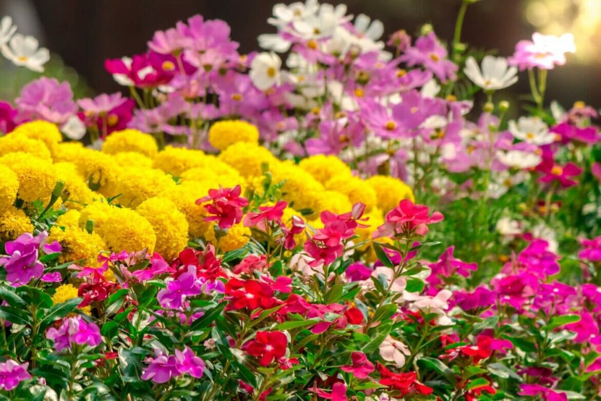 The Most Popular Seasonal Flowers by Month Petal Republic