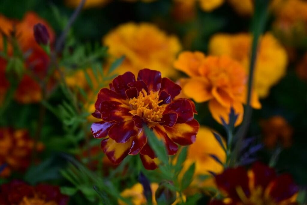 Triploid Marigolds (Tagetes patula x erecta):