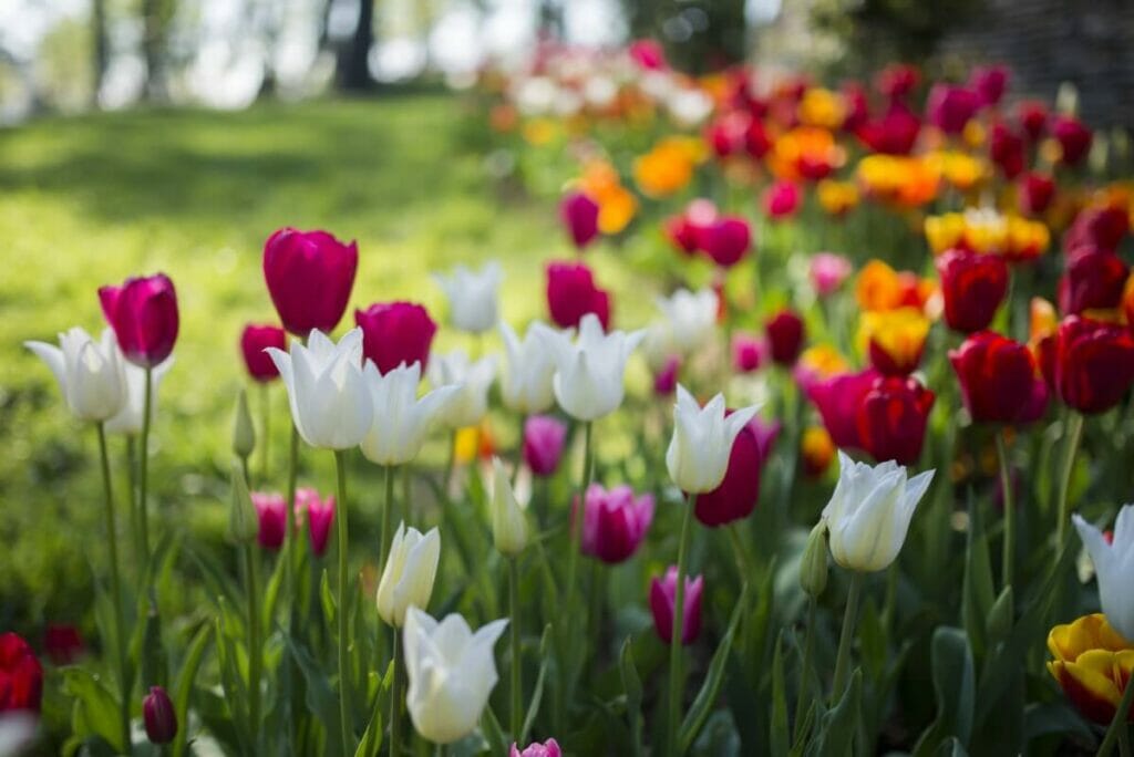 Tulips