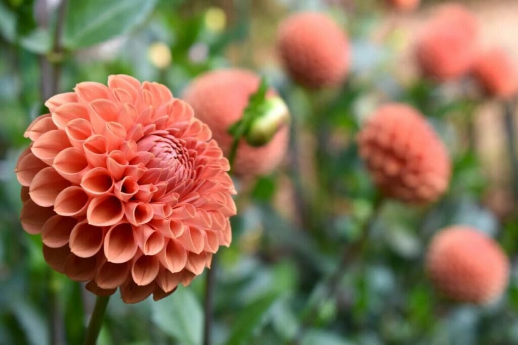 Types of Early-Season Dahlias