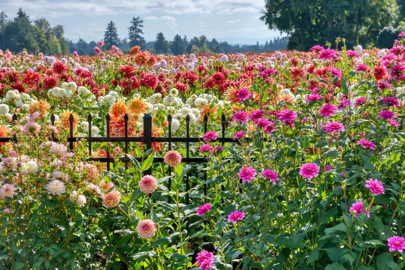 Ultimate Guide to Growing Dahlias for Beginners