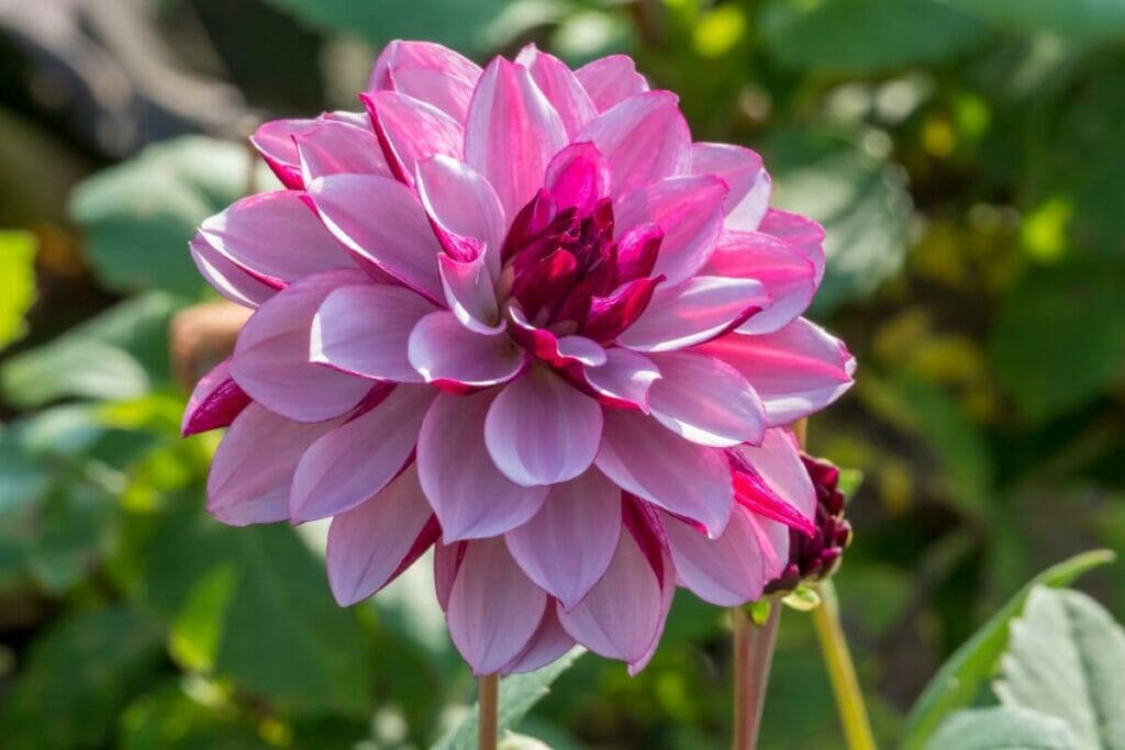 A single pink and red Waterlily dahlia flower in bloom