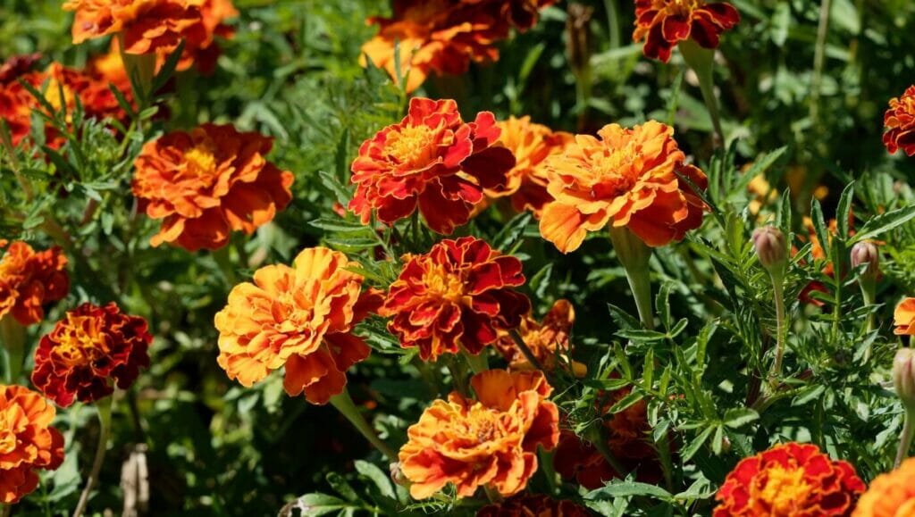 When and How to Trim Marigolds for Optimal Growth Petal Republic