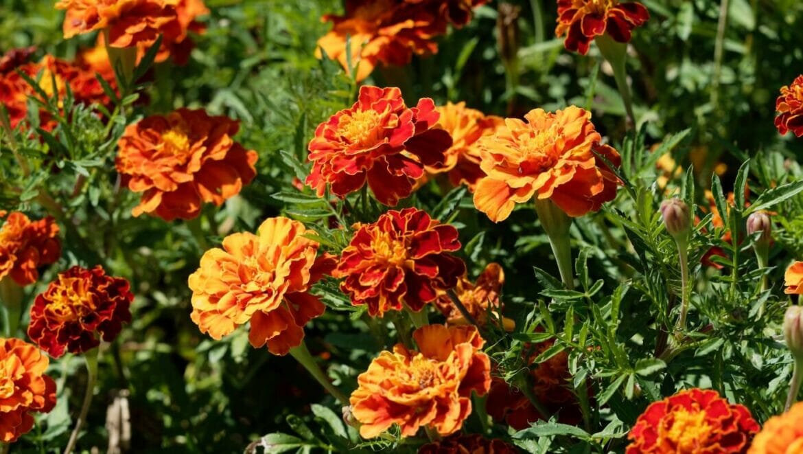 How to Prune and Cut Back Marigolds Each Season Petal Republic
