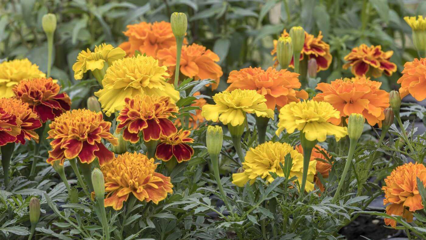 When and How to Fertilize Marigolds (Essential Guide)