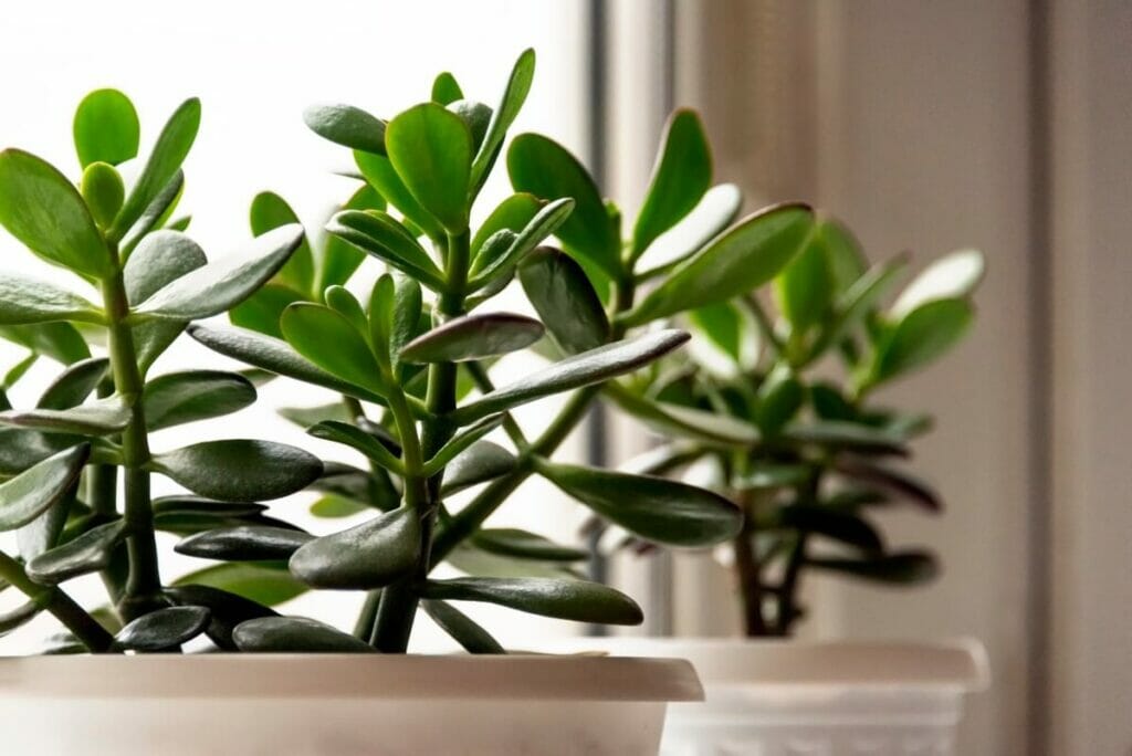 Are Plants a Good Option to Say Sorry?