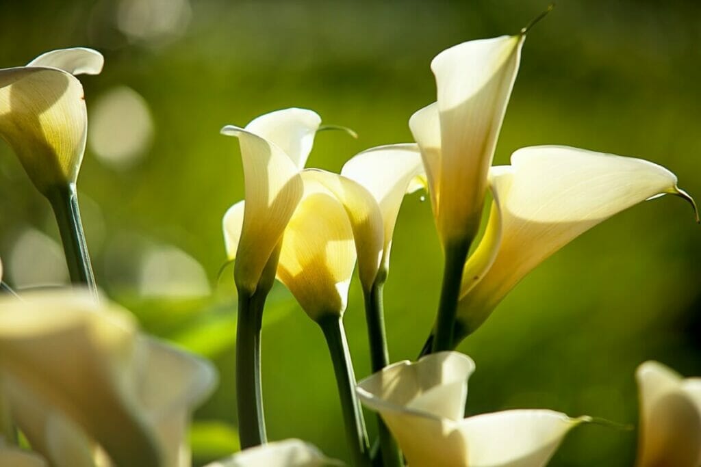 Yellow Calla Lilies