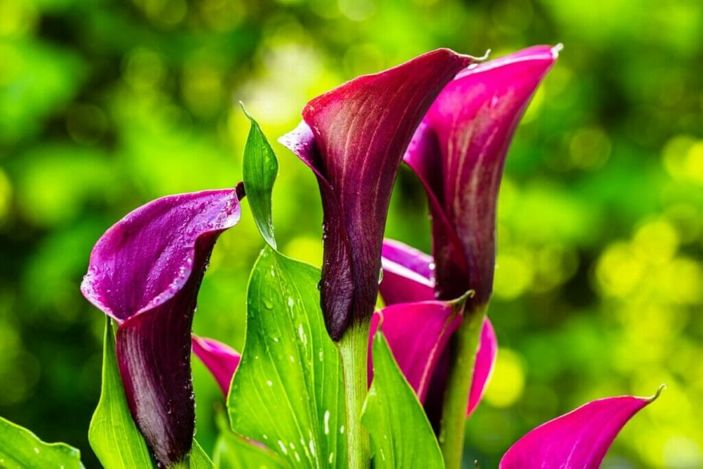 Calla Lily Cultural Significance