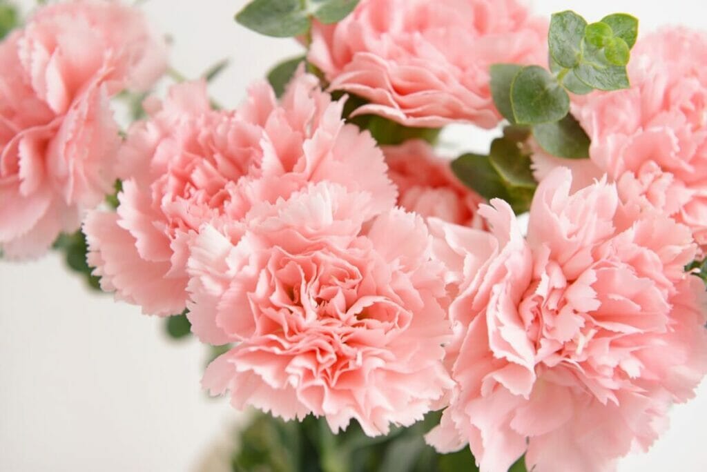 Carnation
