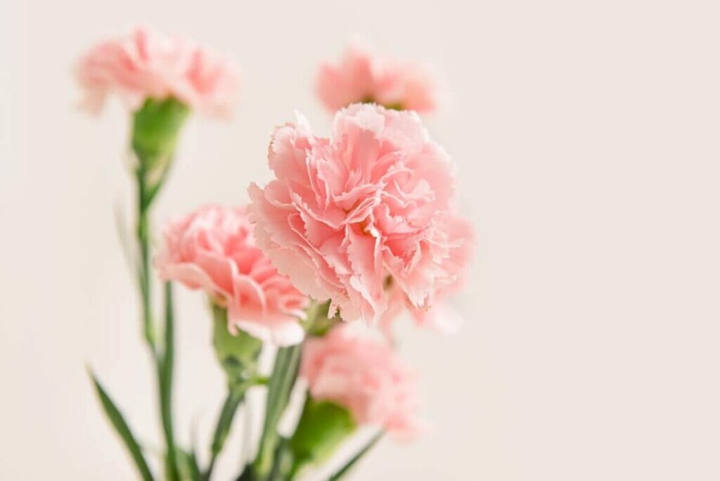 Pink Carnation flowers