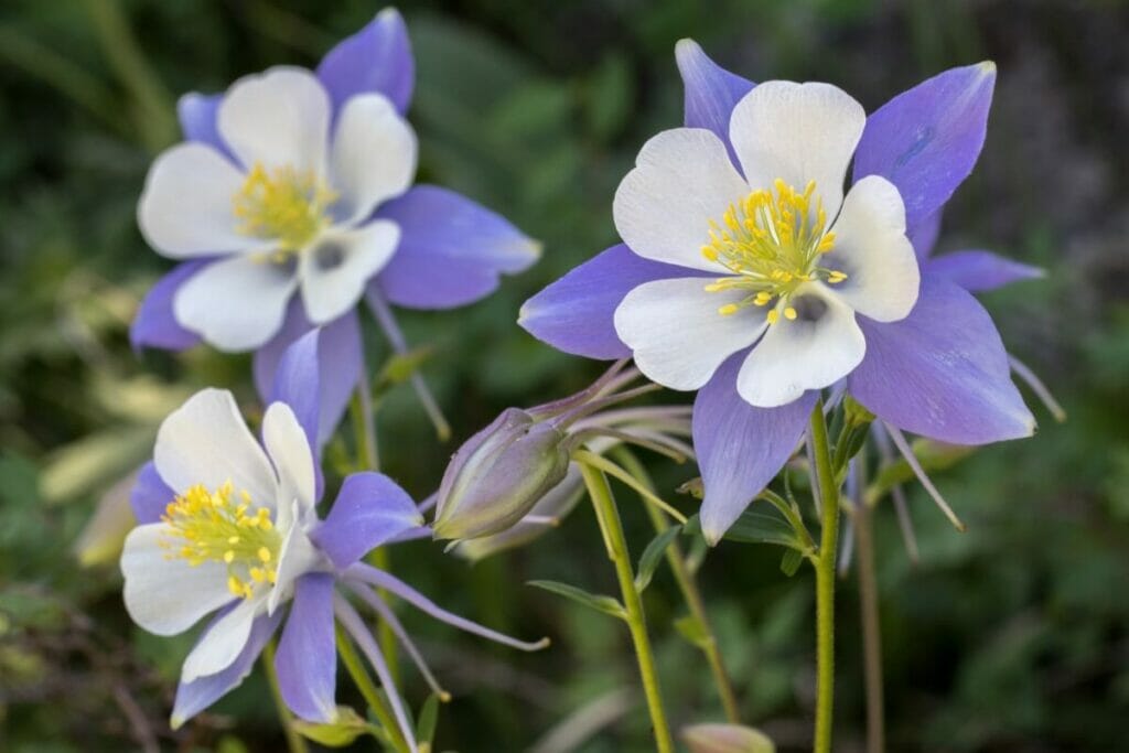 Columbine