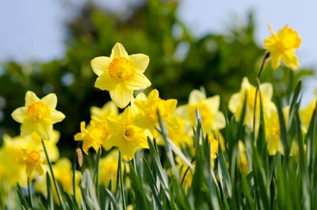 A field of yellow Daffodils in bloom
