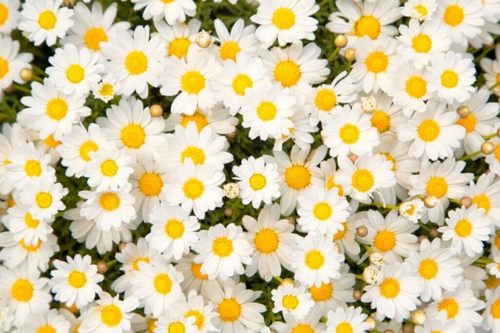 White Daisies in bloom with yellow centers
