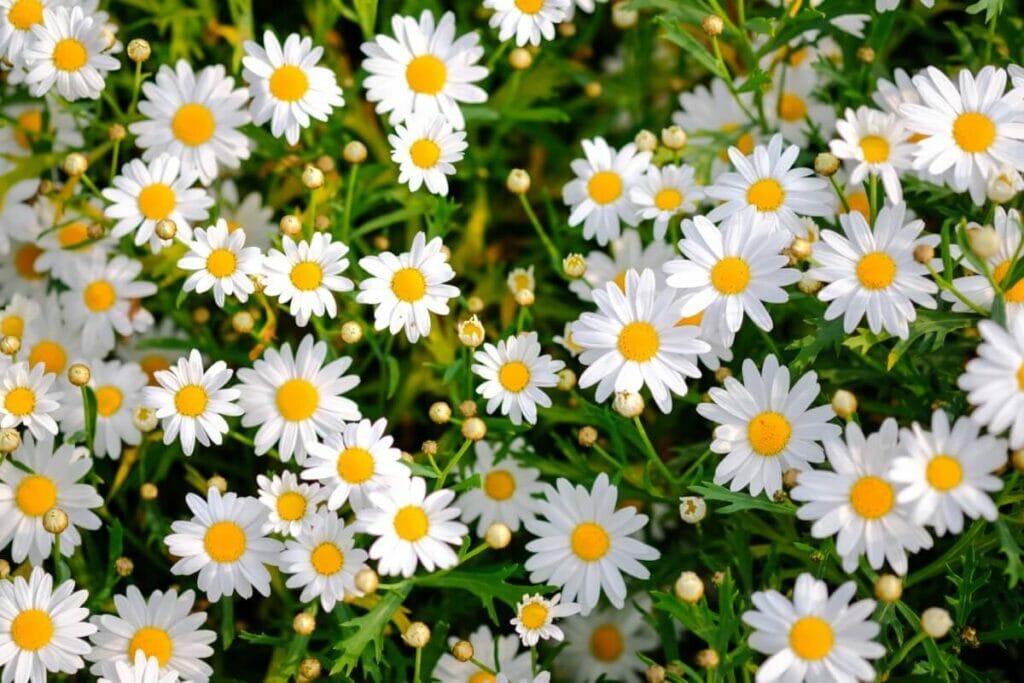Bright white Daisies with yellow centers