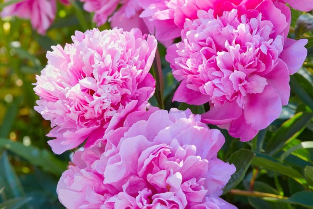 Fluffy pink peony flowers in bloom