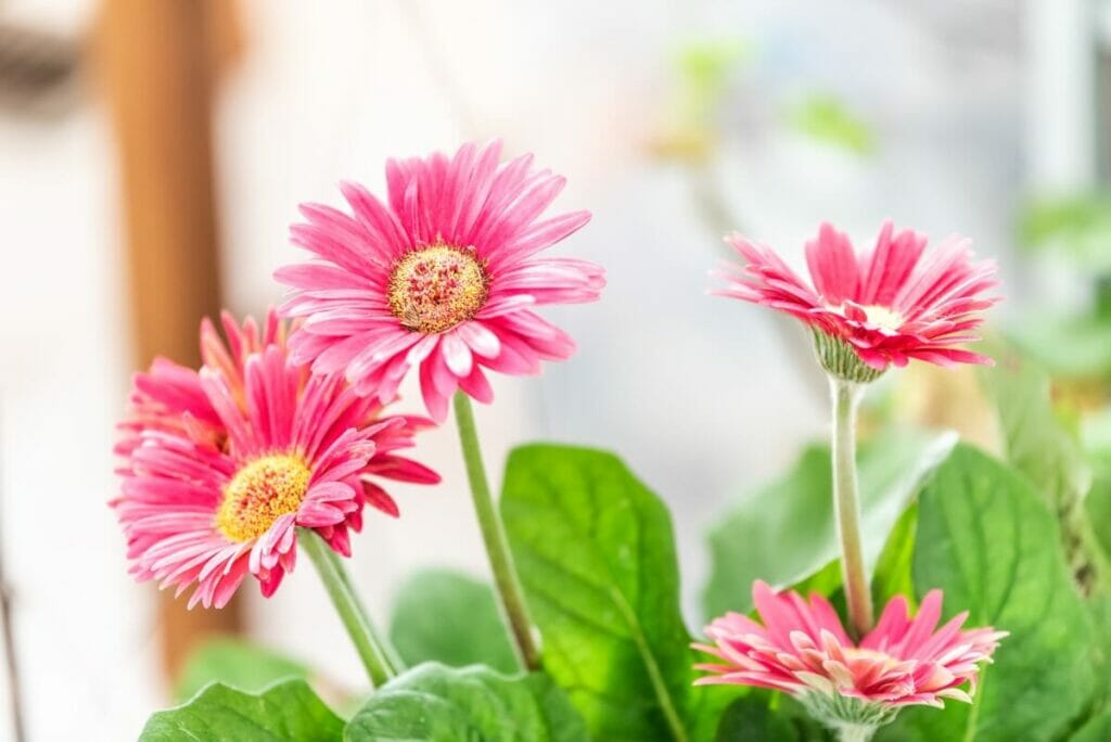Gerberas