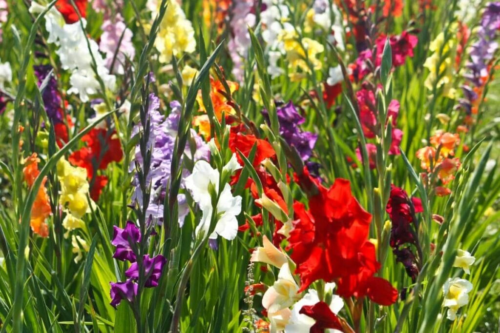 Colorful Gladiolus growing in a garden
