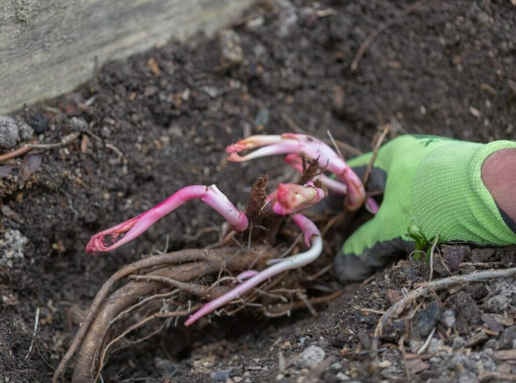 A bare root peony in the soil