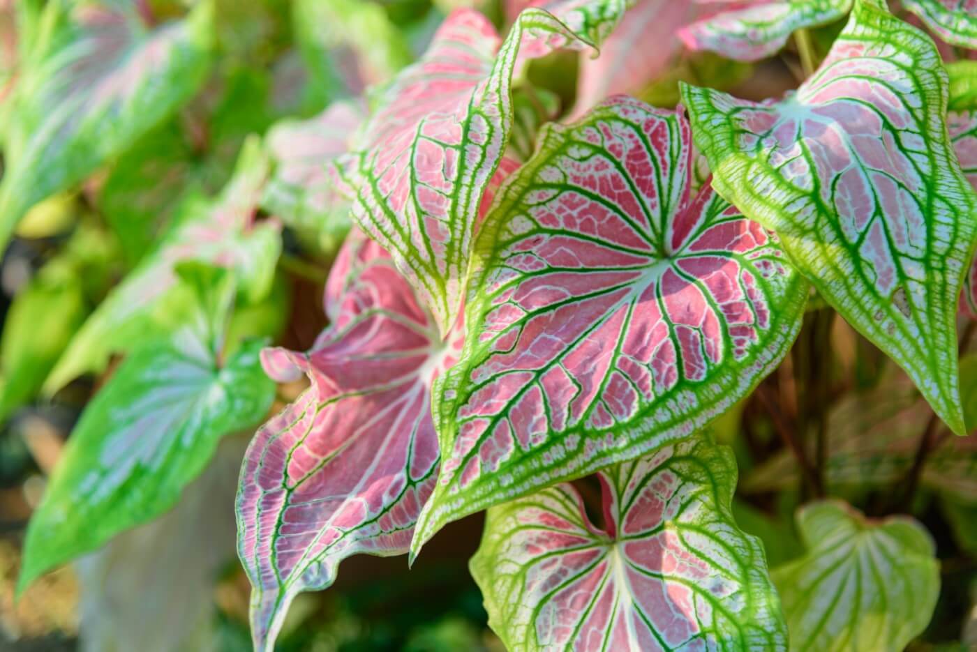 How Much Light Do Aglaonema Plants Need? (Essential Guide)