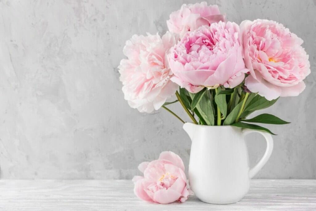 Fresh cut pink peony flowers composed in a white jug