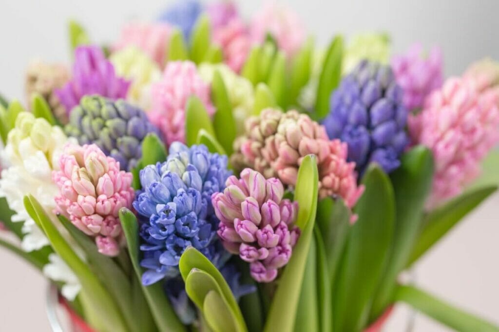 Hyacinth