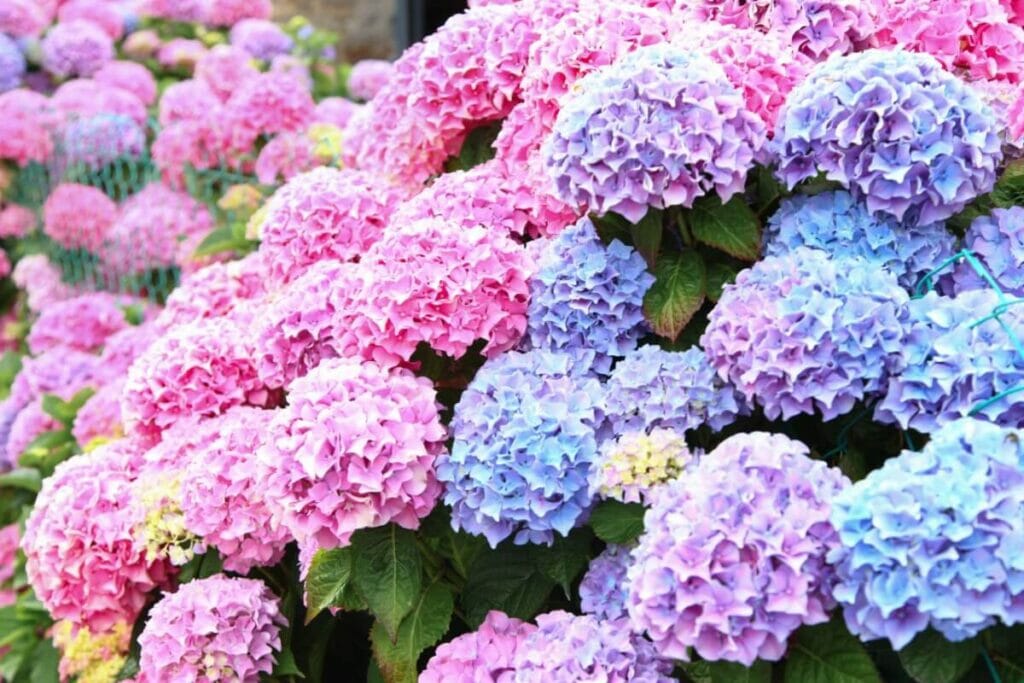 A garden filled with Hydrangeas blooming in shades of pink and blue