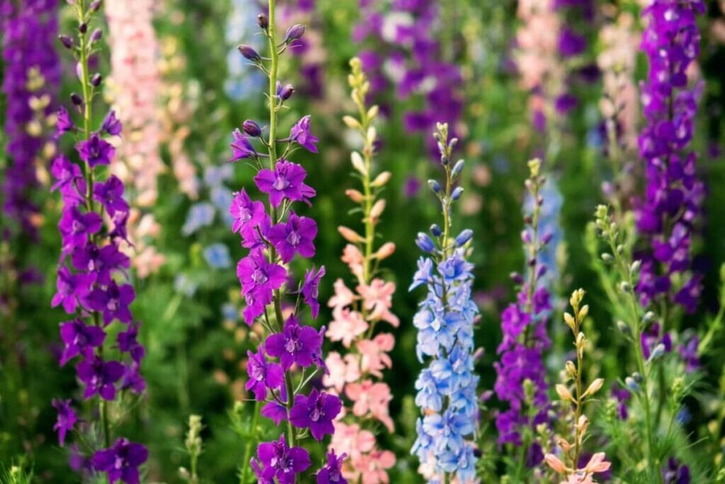Tall blue, pink, and purple Larkspurs in bloom