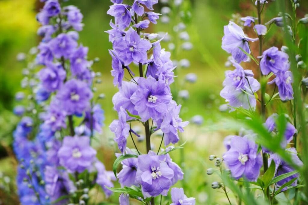 Lavender colored Larkspur flowers growing in a garden
