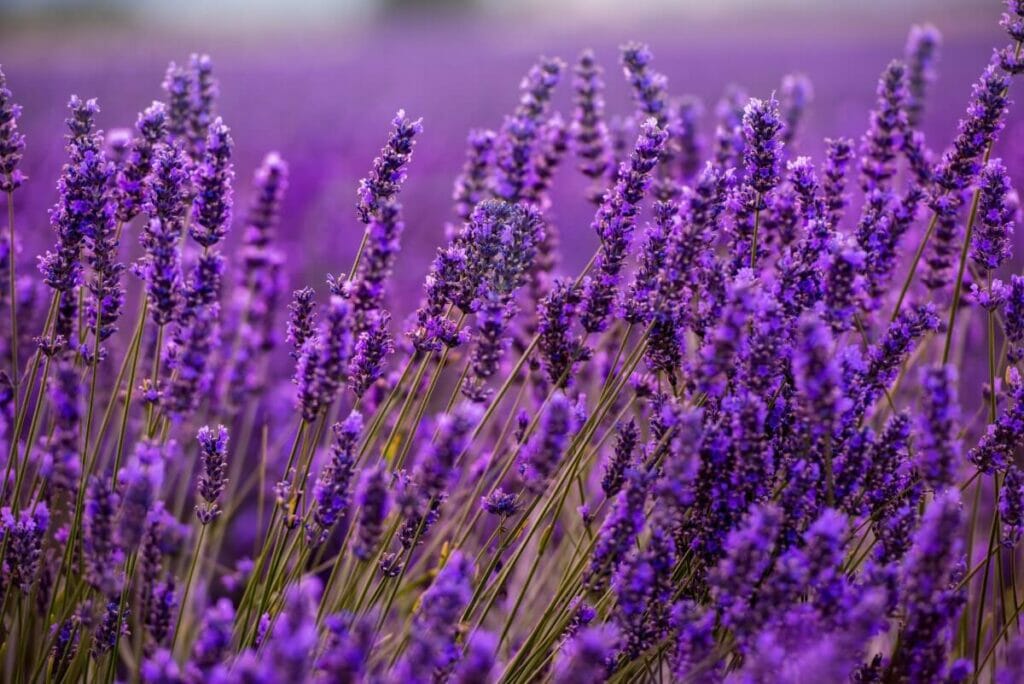 Lavender
