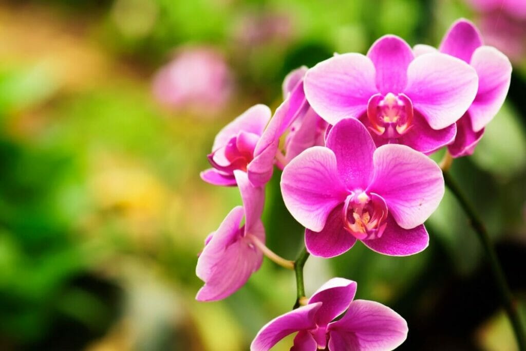 Pink orchids in bloom
